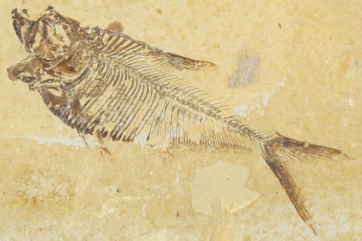 Detailed Fossil Fish (Diplomystus) - Wyoming #354057